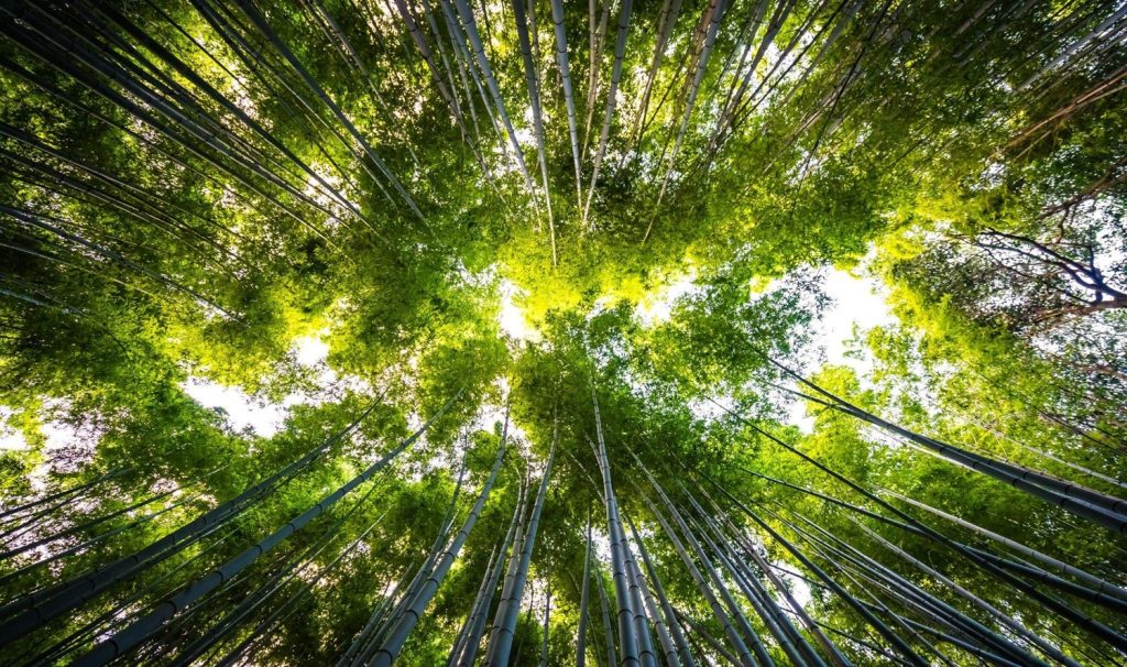 Ground-up view of a forest with green trees