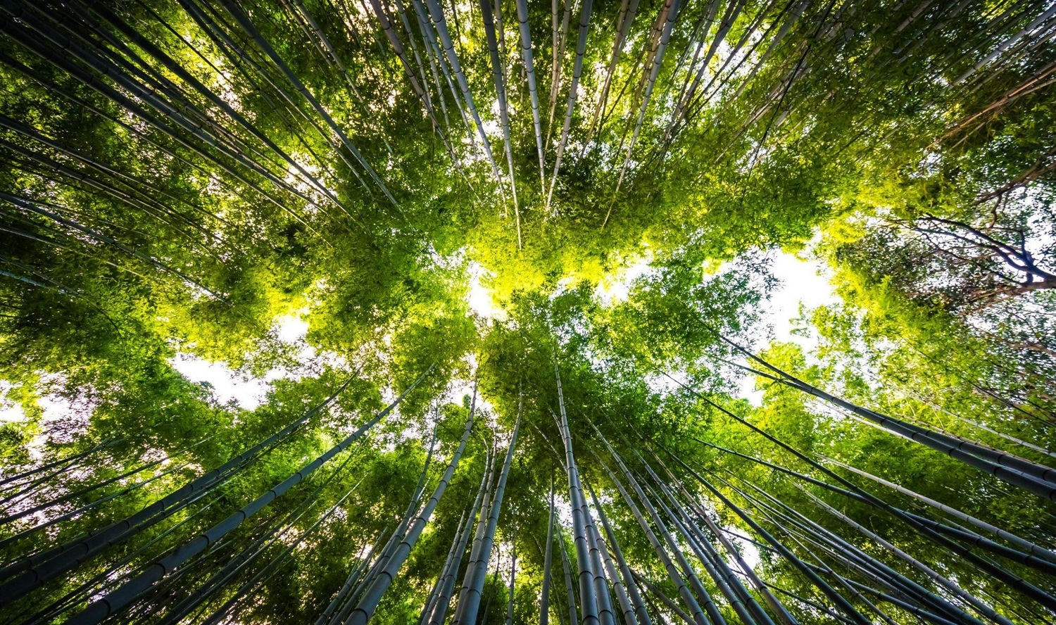 Ground-up view of a forest with green trees